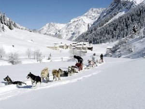 chiens de traineaux a pralognan la vanoise pres du dome des sonnailles